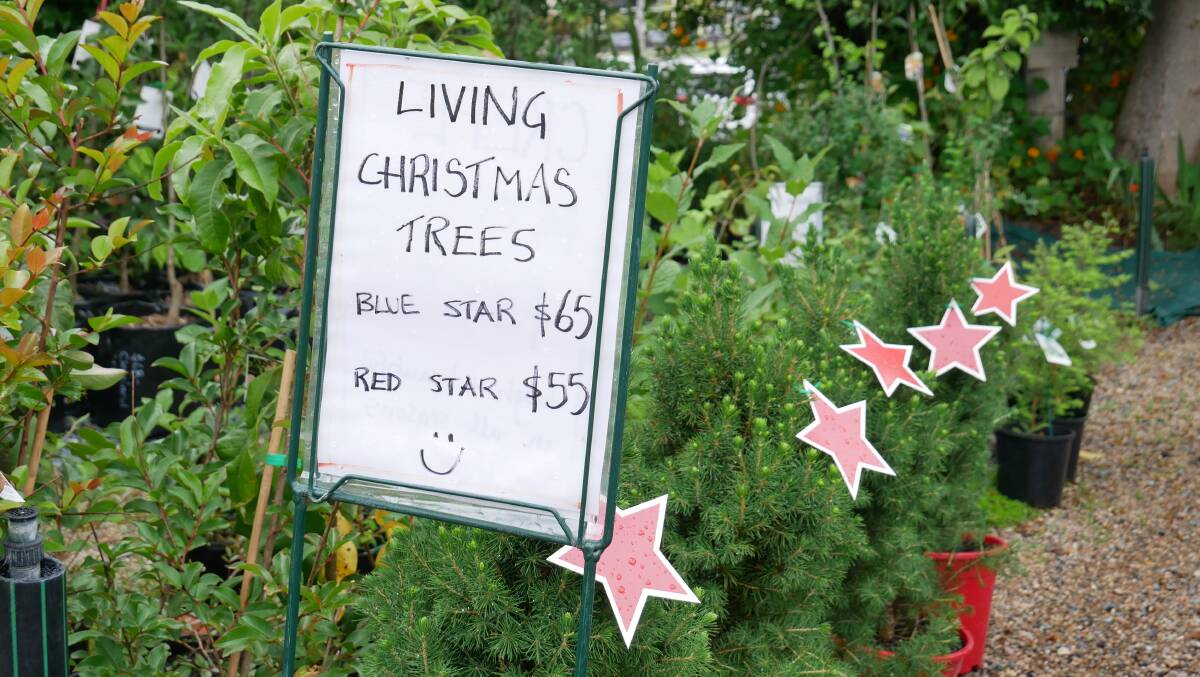 The potted Christmas trees from Bega Garden Nursey range between $55 and $65. Photo: Ellouise Bailey