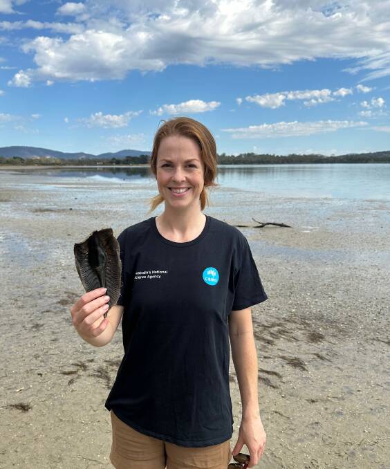 Helen O'Neill, CSIRO Australian National Fish Collection biologist, holding an egg case she has found on a beach in Hobart. Picture supplied