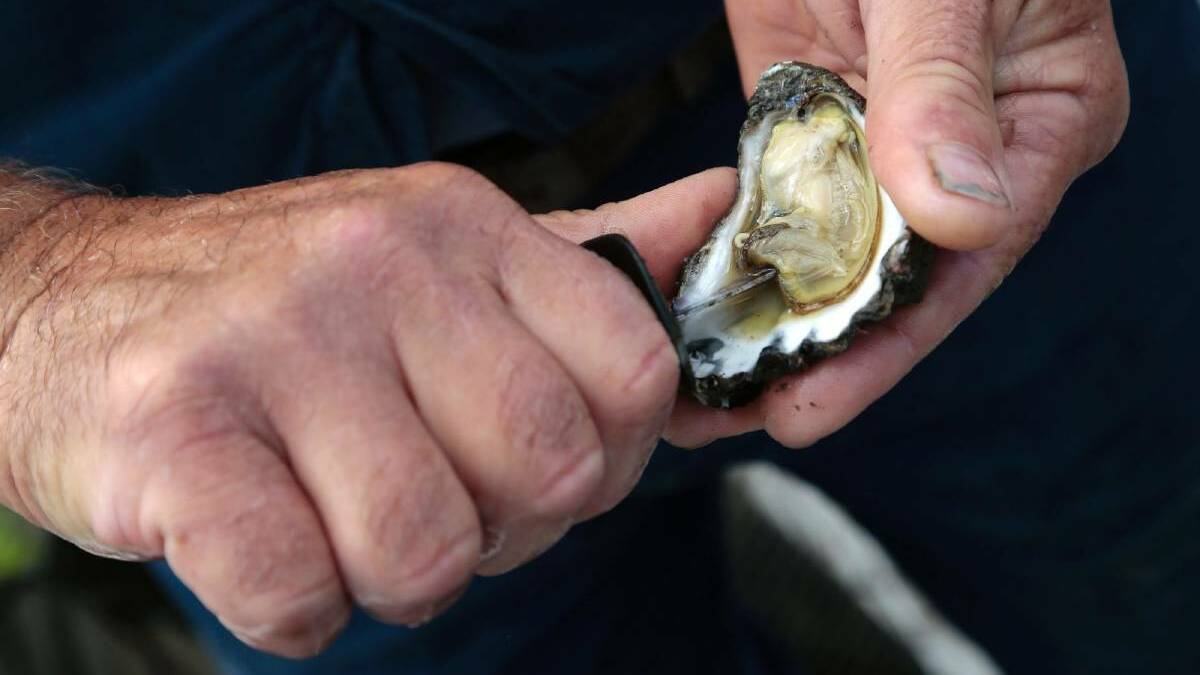 Local oyster farmers are flat out after water testing reopened the Clyde River for harvesting.
Photograph: Jeffrey Chan