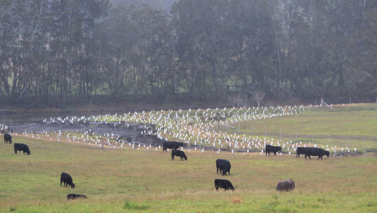 Grazing impact management Coila Creek. Picture: supplied