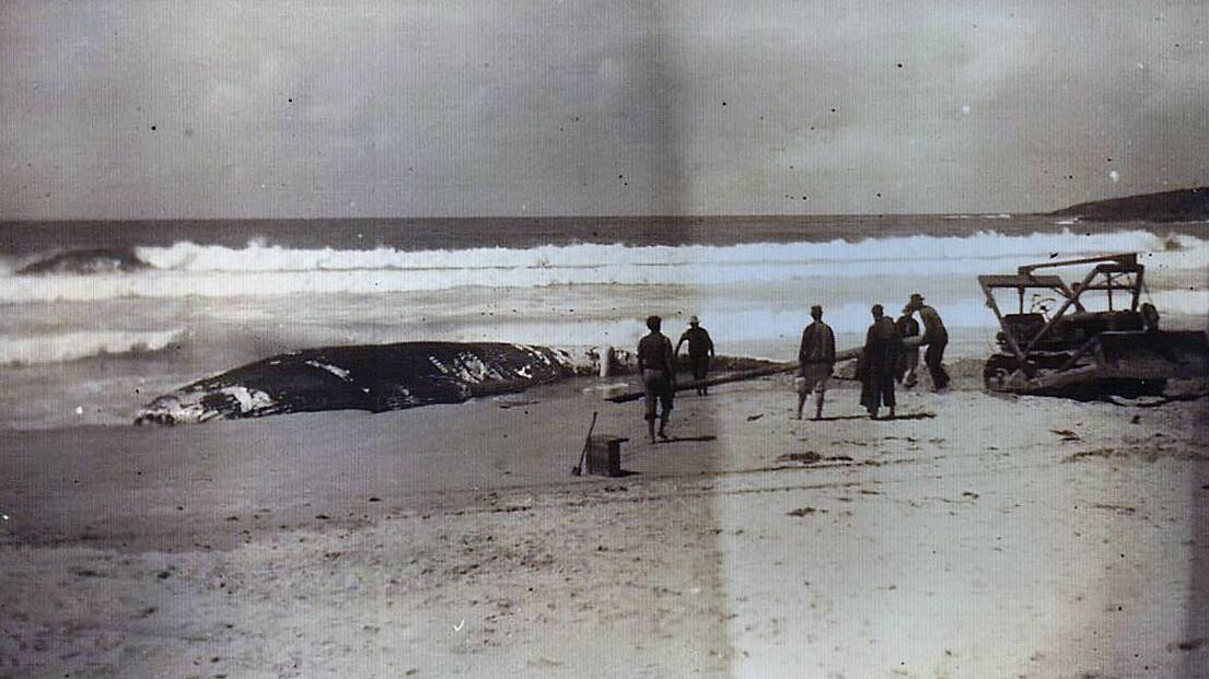 A dead whale on Moorehead Beach in the 1960s had to be moved by bulldozer to prevent the smell reaching the nearby school. Photo: Bermagui Historical Society