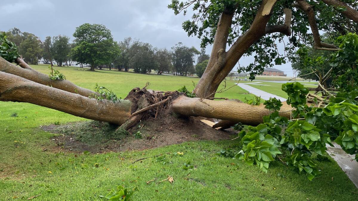 The storm has knocked down several trees in Bermagui including this one between Bermagui Fishermen's Wharf and Bermagui Bridge. Picture by Marion Williams