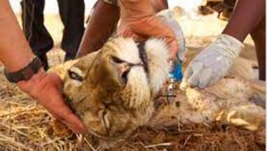 Conservation South Luangwa rescuing a lion. Picture supplied.