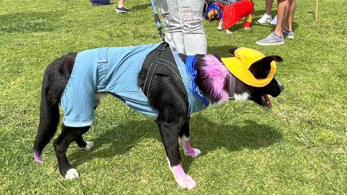 Last year's winner of the fancy dress prize at the Eurobodalla branch of Animal Welfare League NSW's annual fundraiser, Tailwaggers. Picture by Marion Williams