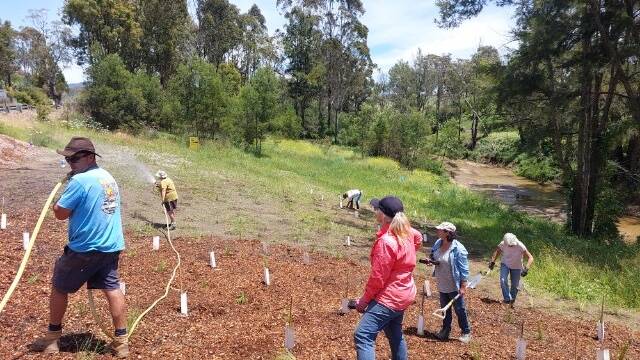 Volunteers planting 900 natives, mainly shrubs and grasses, around the new Murrabrine Bridge late last year. Picture supplied