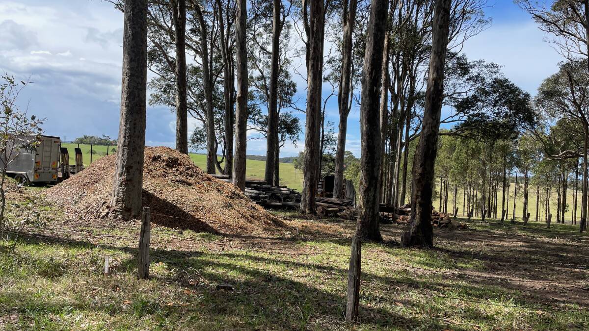 Chris Hayes, planning manager at Waveconn, said the proposed site of the 30-metre telecommunications tower in Mystery Bay has a significant stand of vegetation to screen it and to block its view from some directions. Picture by Marion Williams