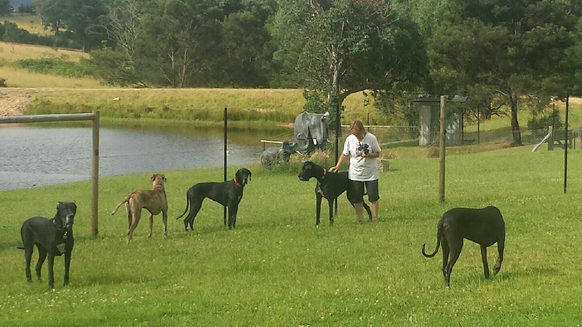 Cindy and Rob Jory's property in Cobargo has plenty of room for big dogs to exercise. Photo: Cindy Jory