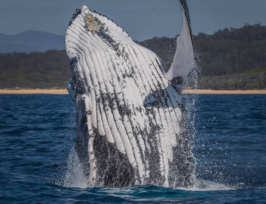 An estimated 40,000 whales will be migrating along Australia's coast this season to feed on krill in the waters of Antarctica Photo: David Rogers Photography, courtesy of Sapphire Coast Destination Marketing