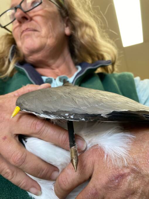 Police have the crossbow bolt that shot the plover and are trying to retrieve details such as fingerprints for their investigation Bermagui vets say. Photo: Bermagui Veterinary Clinic