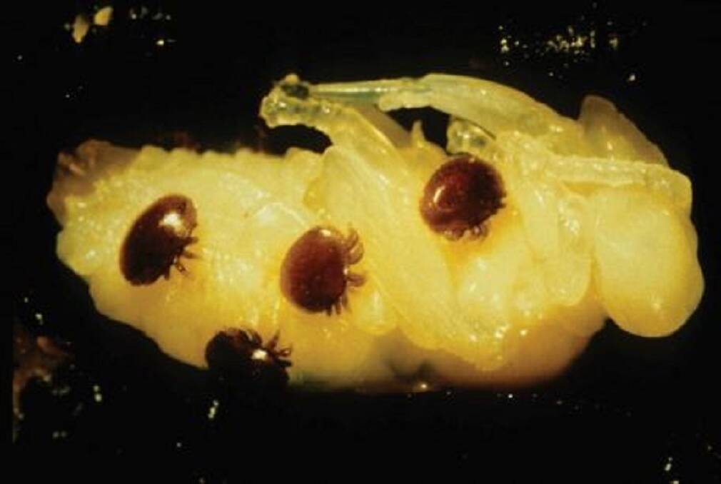 TARGET: Varroa mites. Picture: Queensland Department of Primary Industry