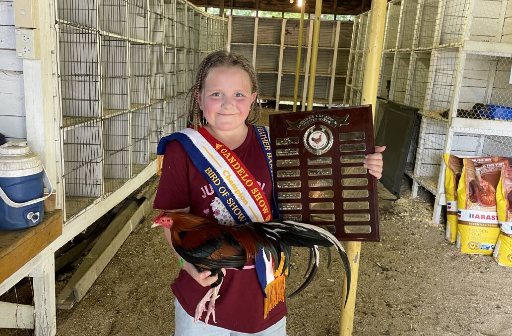 Ruby Courtney from Numeralla with her Champion Bird of the Show 'Oldie', a silver Duckwing Old English Game Bantam. 'Oldie', who has now won the award two shows in a row, also won the Hard-feathered bantam category. Photo by Sam Armes. 
