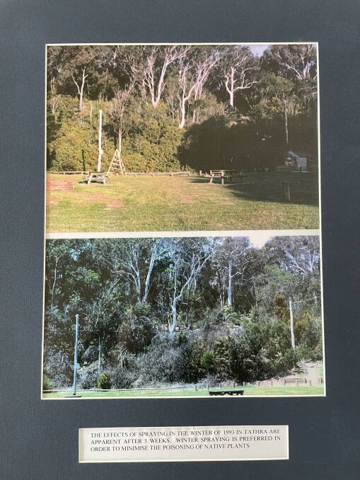 "The effects of spraying in the winter of 1993 in Tathra are apparent after 5 weeks. Winter spraying is preferred in order to minimise the poisoning of native plants." Picture supplied. 