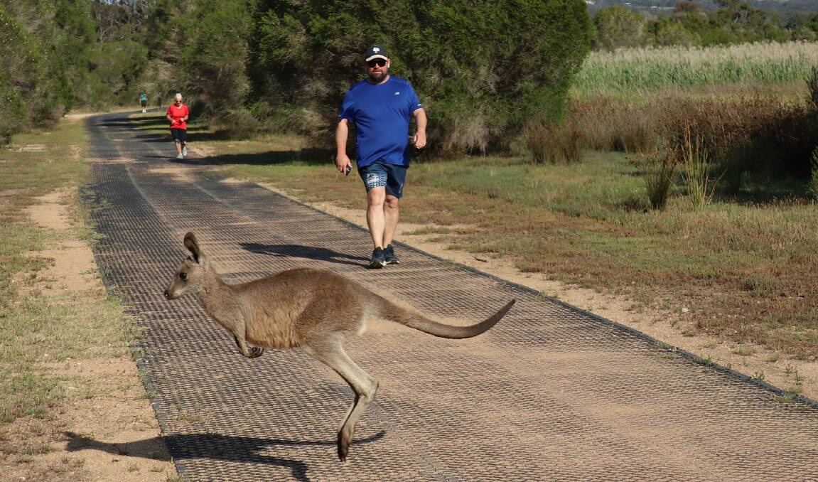 The course is often shared with some of the local wildlife. Picture supplied Panboola Wetlands parkrun Facebook.