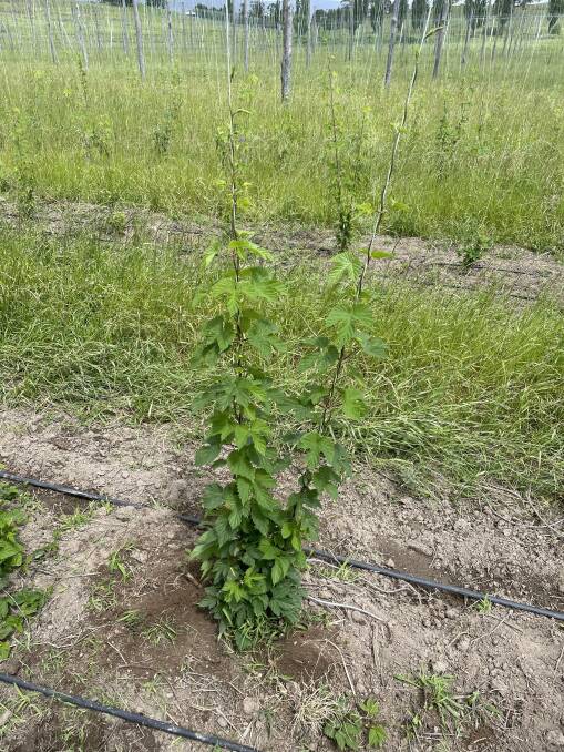 The current growing stage of the plants at Ryefield Hops. Picture by Sam Armes. 