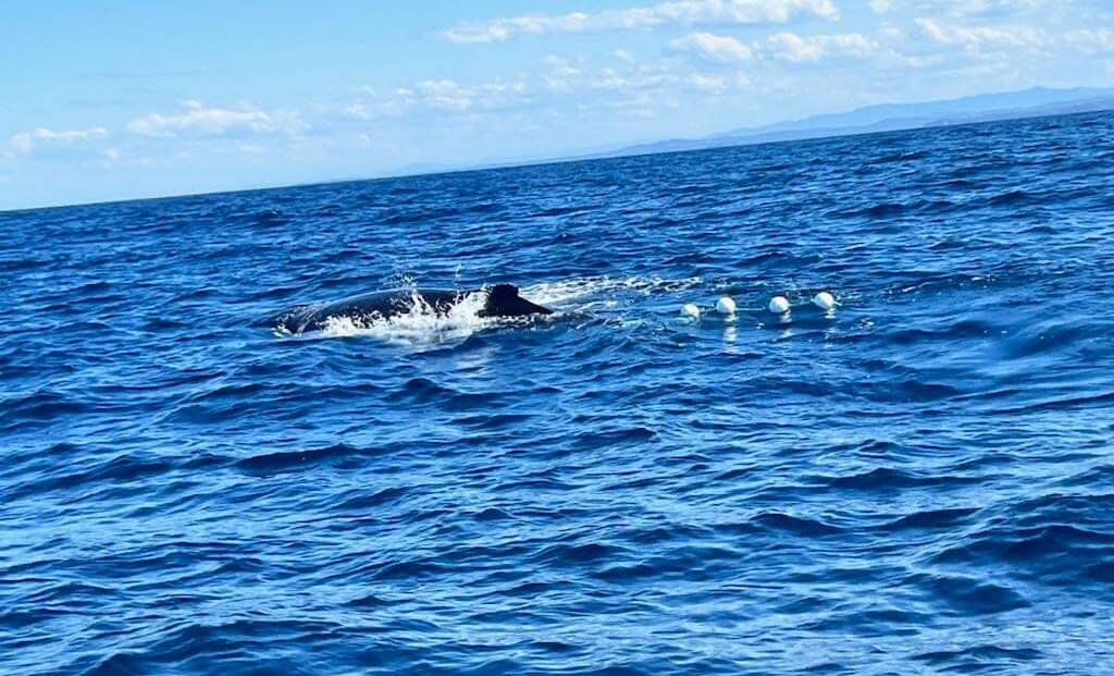An entangled humpback whale has been spotted near Batemans Bay. It is believed to be travelling south. Picture by Katie Rogers