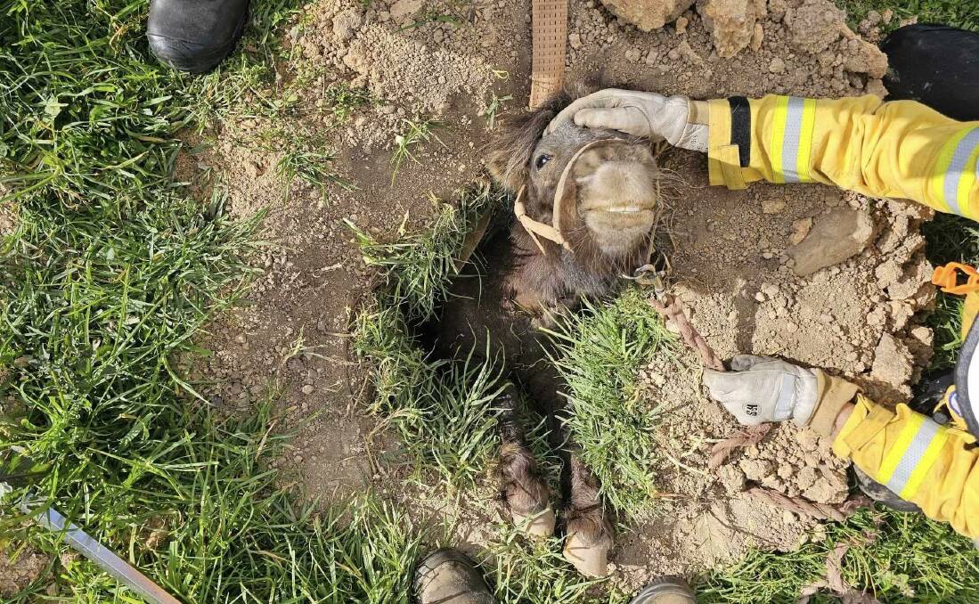 Teddy fell backwards into a 1.5-metre hole at a property in Bodalla. Emergency services from Bodalla and Moruya were called to assist. Picture via Fire and Rescue Moruya
