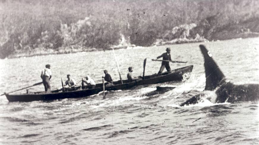 Old Tom swims alongside a whaling boat, flanking a whale calf, while the boat is described as being dragged by a harpooned whale not pictured.