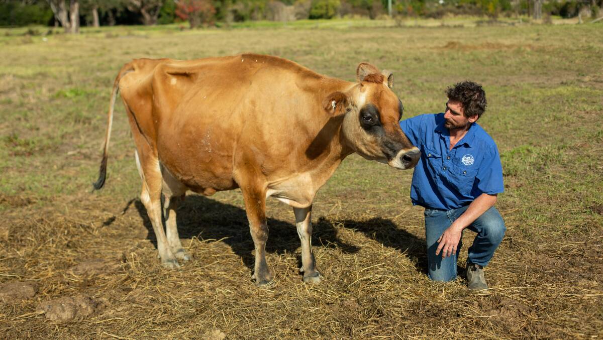 Farmer with one of his cattle. Picture supplied