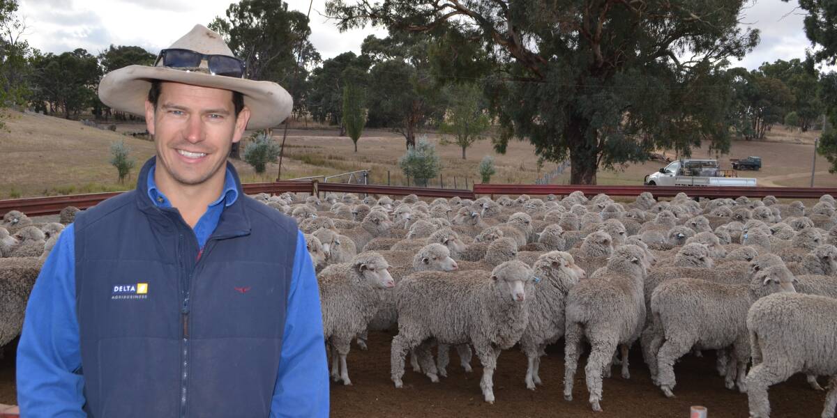 Competition entrant Sandy Shannon, Bookham Station, Bookham, with his Merino ewes on the point of being shorn.
