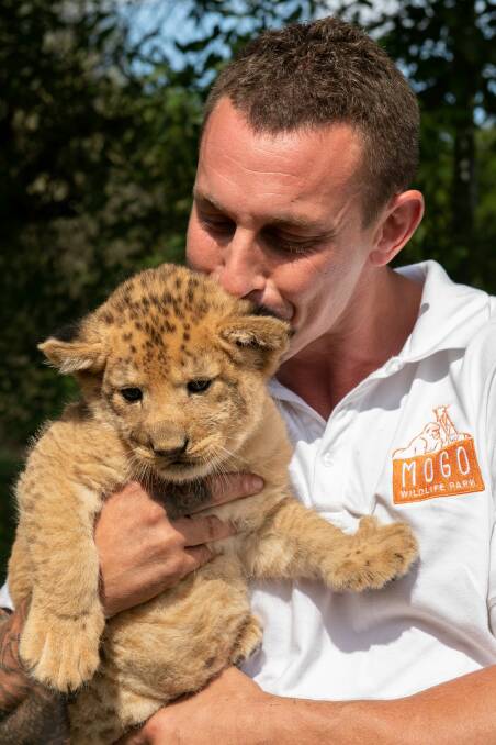 PHOENIX: A fitting name for a cub born in a time of flame. Mogo Wildlife Park's Chad Staples named the new lion cub in honour of the survival spirit of the South Coast during the 2019-2020 bushfires.