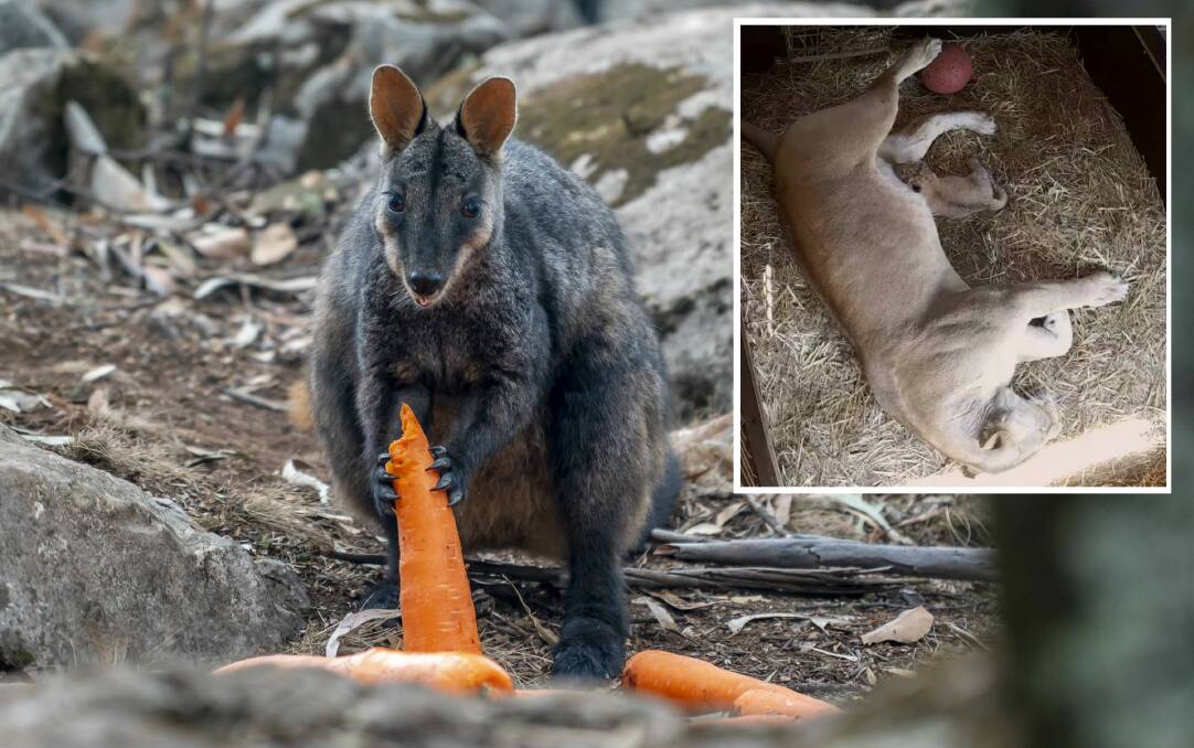 A wallaby feasts on some carrots. Picture: NSW Government Inset: The new lion cub at Mogo Wildlife Park. Picture: Chad Staples