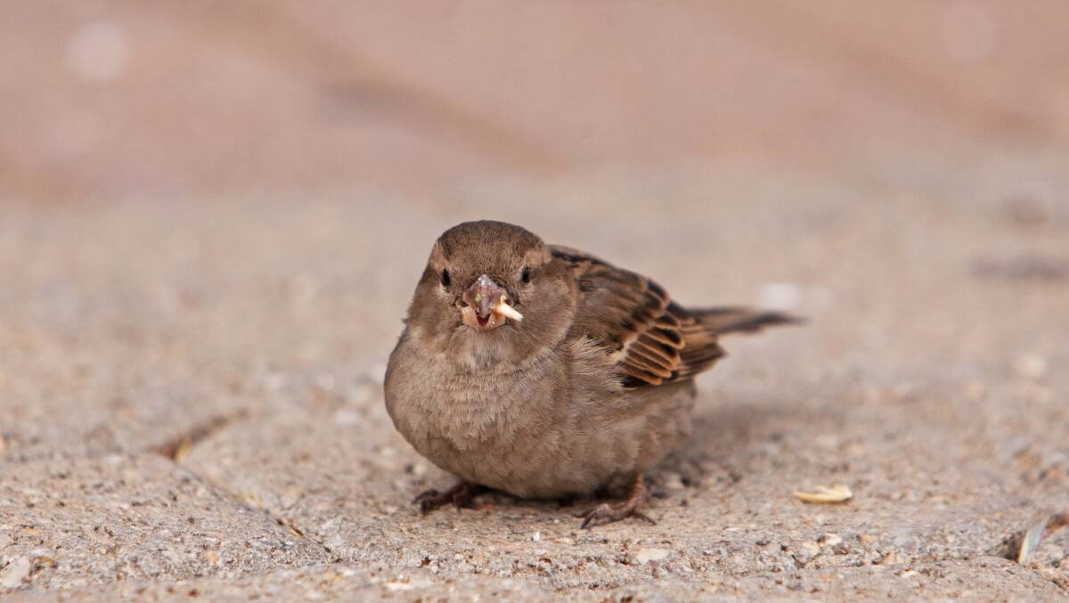House Sparrow. Photo: FILE