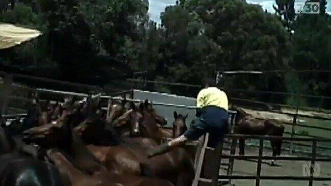 The ABC's 7.30 Report leaked footage from a Queensland abattoir which showed former racehorses branded with the markings of many recognisable Hunter Valley studs. Source: 7.30 / ABC