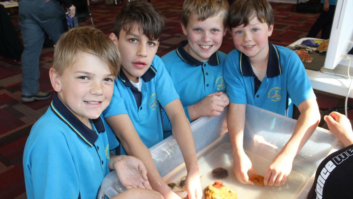 Chandler Sharman, Angus Franco, Kai Monck and Tom Alderman get hands-on at the marine animal touch tank during last year's Science Festival.
