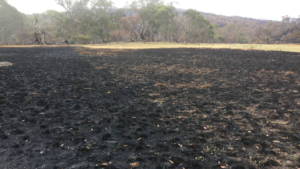 The same field after January's devastating bushfires. The left half that was never managed clearly suffered greater damage.