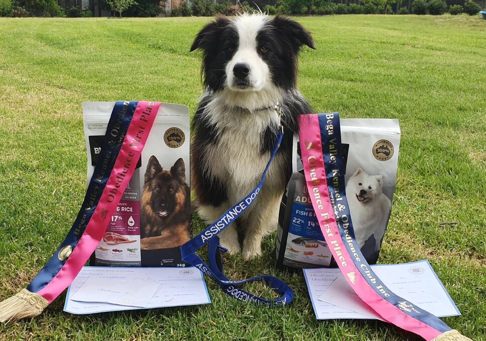 Bodhi, the border collie, owned by Bega Valley Kennel Club member Averill Goodwin, competed at the weekend's obedience trials in Bermagui with outstanding results.