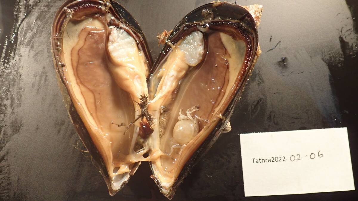 Among the fascinating finds were small crabs living inside mussel shells. Photo: Australian Museum