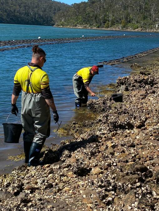 Pacific oysters in the Merimbula and Pambula estuaries were targeted by the operation. Photo: Supplied