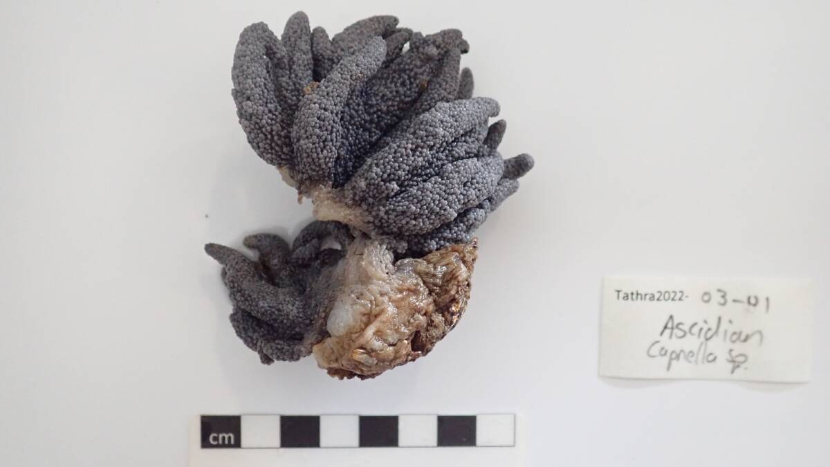An ascidian (sea squirt) found living on the Tathra Wharf piles. Photo: Australian Museum