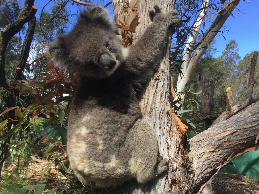 RESCUED VIP: Dusty the koala is to hopefully be part of a captive breeding program at Potoroo Palace.