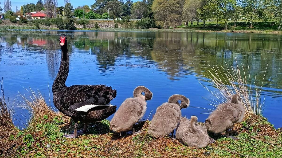 It was grooming time for the latest clutch of cygnets at Kiss's Lagoon, Bega, at the weekend. Photo: Ben Smyth