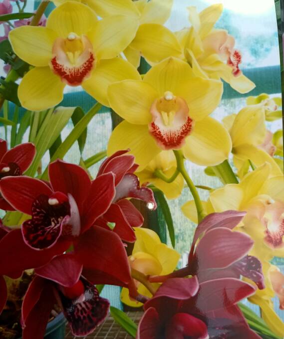 Sapphire Coast Orchid Show returns for spring