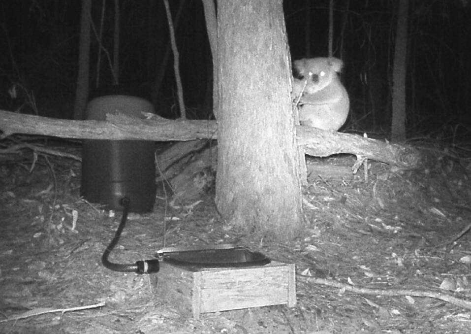 A koala caught on motion camera in the Murrah Flora Reserve as part of a citizen science survey and water station program.