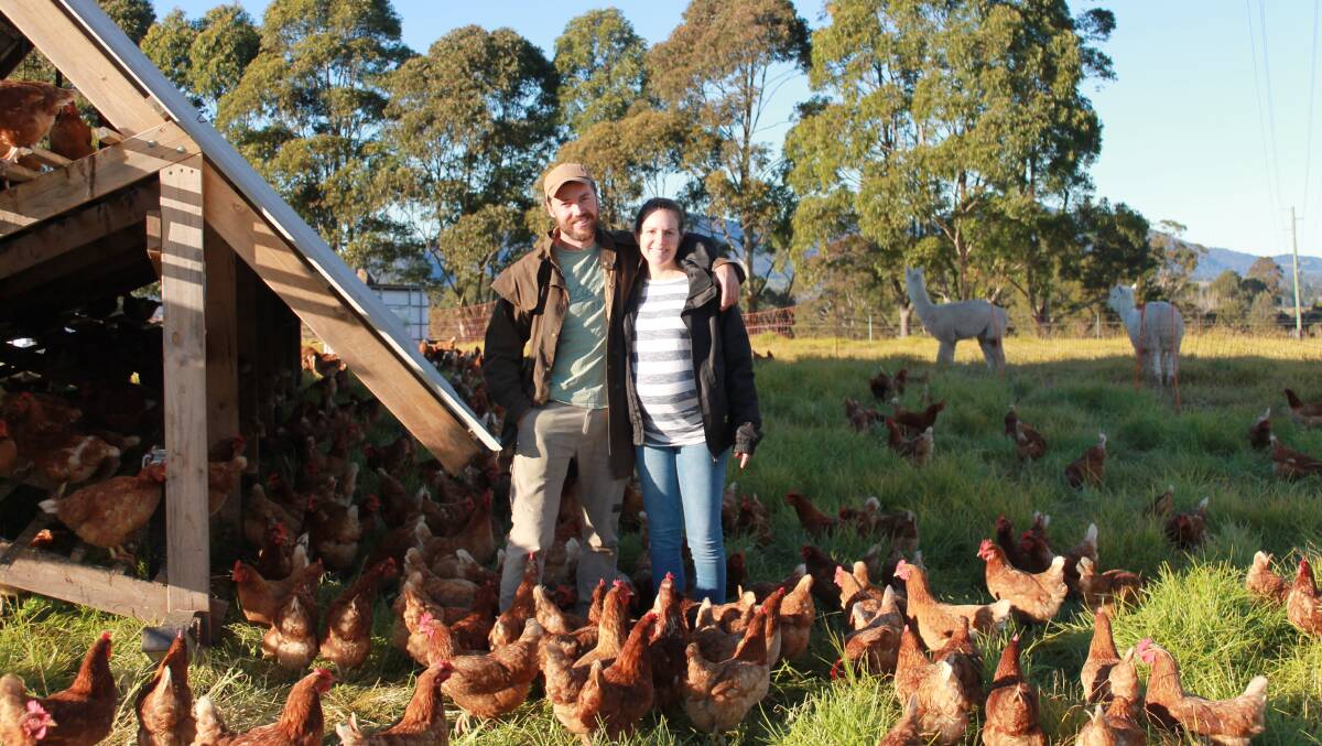 Multitasking: Dan Tarasenko and Lyndal Guthrie's chicken flock keep busy fertilising the soil and producing Bega Valley Eggs. Photo: Supplied