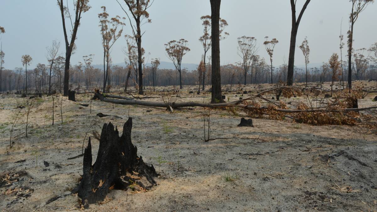 Bushfire devastation near Kiah south of Eden, January 31, 2020. Photo: Ben Smyth