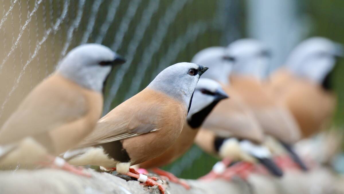 The black-throated finch is declared extinct in NSW. Photo: Supplied