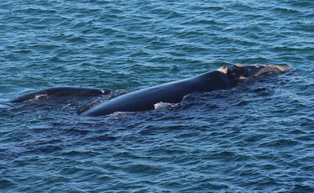 A southern right whale and her calf filmed at Tathra on the weekend were also spotted at Merimbula (pictured) and later at Aslings Beach Eden this week.