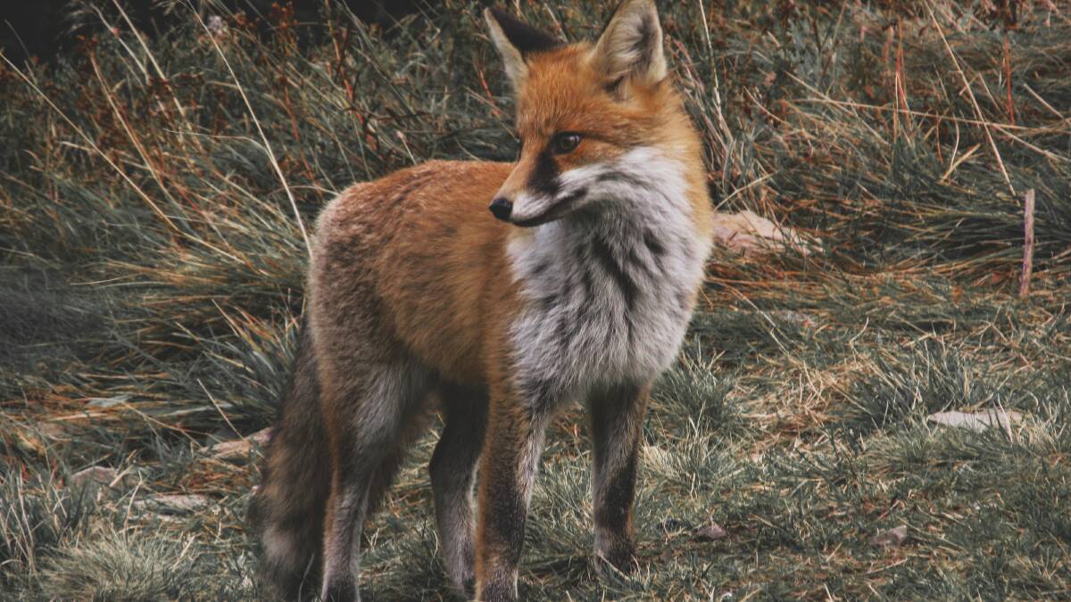 Fox baiting in South East state forests