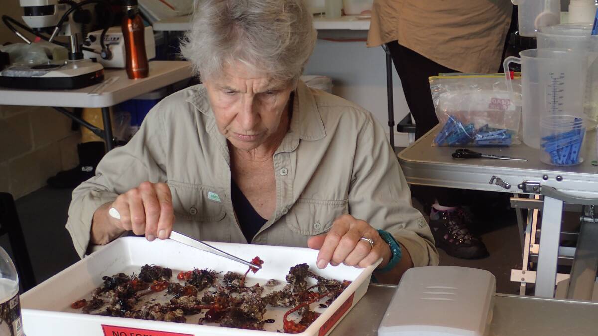Australian Museum's Dr Penny Berents sorts specimens collected from the Tathra Wharf. Photo: Australian Museum