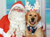 Santa poses with Zeus during the recent Santa Paws fundraiser for the Animal Welfare League Far South Coast branch. Picture supplied