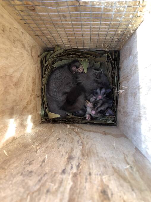 Hello cuties! Sugar glider family makes a home in Bega River habitat box