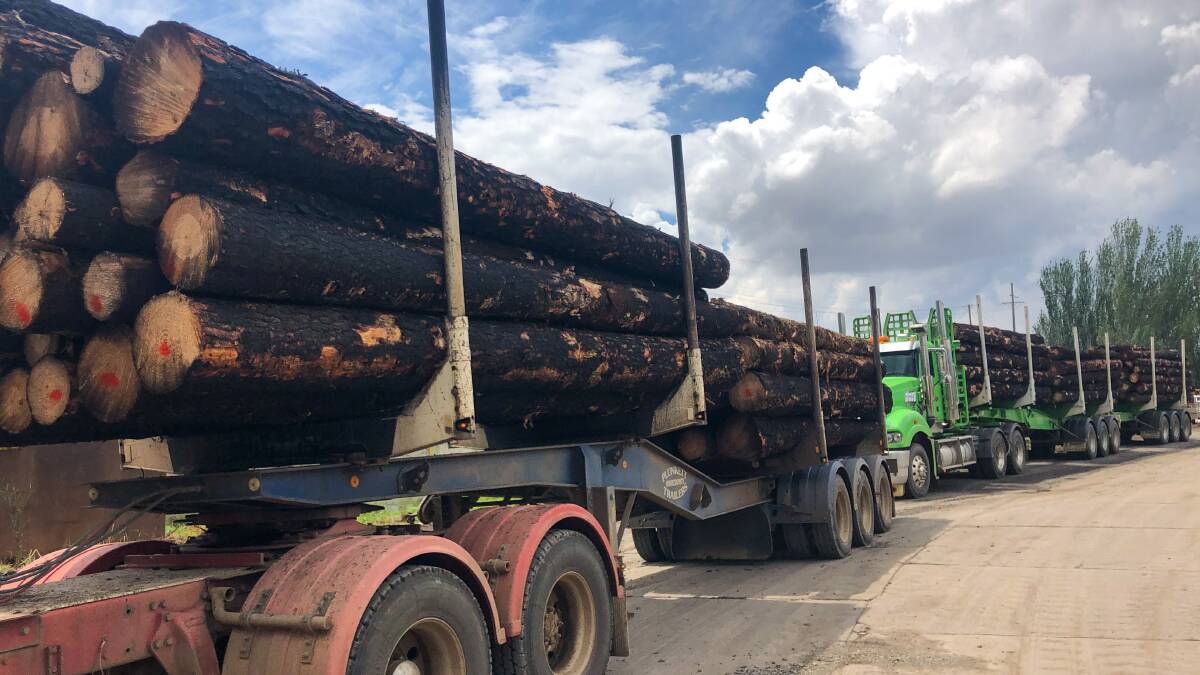 SCORCHED: Trucks carrying loads of blackened plantation timber line up at AKD Softwood at Tumut, indicative of the challenges facing the industry after the bushfires.