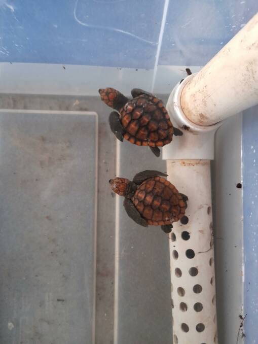 Two loggerhead turtle hatchlings have been rescued by WIRES Far South East volunteers.