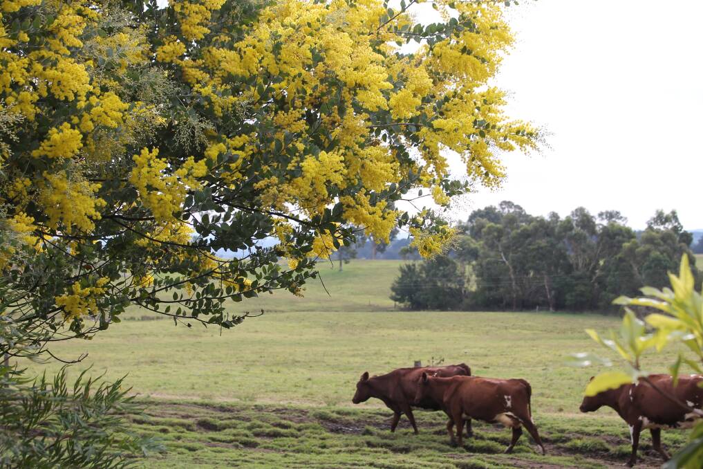 WINTER COLOUR: Wattle blooms at Jellat on the Bega-Tathra Rd. We're told up to one-third of Australia's 960 species of wattle bloom during winter.