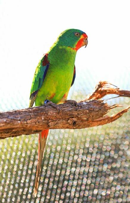 Swift parrot. Photo: Harrison Warne
