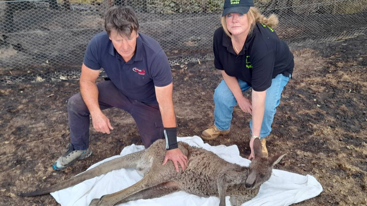 Gary Henderson and Janine Green from WIRES Far South East have been called out to multiple reports of wildlife injured in last week's Coolagolite/Cuttagee bushfire. Picture supplied